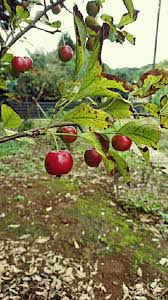 ヒメリンゴ 姫りんご の育て方 苗木の植え替え時期は 剪定方法は Greensnap グリーンスナップ