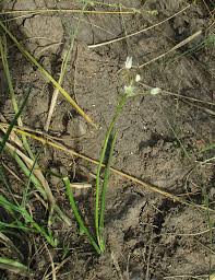 Image result for Ornithogalum flexuosum