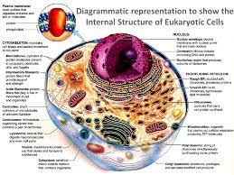 Internal Structure Of A Eukaryotic Cell Eukaryotic Cell Cell Parts Cell Structure