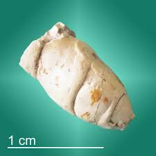 Image result for Macrotyloma rupestre × densiflo