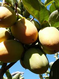 Image result for Diospyros