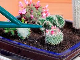 Si usted no tiene tanta suerte de tener cerca un cactus local y un suculento club, o simplemente está demasiado ansiosa por empezar a cuidar a su nuevo bebé, no todo está perdido. Si Los Cactus Estan Floreciendo En La Casa Cactus Florecido Presagios Populares Y Supersticiones
