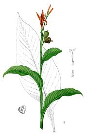 Image result for Cannaceae