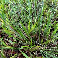 Image result for Tristachya