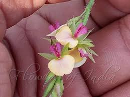 Image result for Alysicarpus rugosus