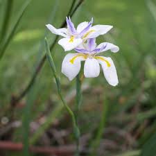 Image result for Dietes grandiflora