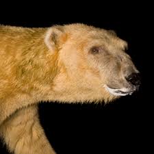 Read bear instinct reviews by experts & consumers. Polar Bear National Geographic