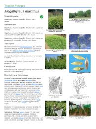 Image result for Panicum trichocladum