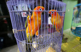 Lantas hal apa yang membuat burung lovebird masih sebetulnya, burung lovebird asli yang biasa ditemukan di alam liar tidak memiliki variasi warna yang beragam. Lelaki Ditahan Miliki Burung Tanpa Lesen