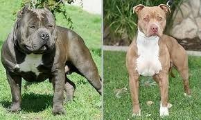 American Bully Vs American Pitbull Terrier Total Difference If You Can T See It Your Dumb American Pitbull Terrier Pitbull Terrier Bully Breeds Dogs