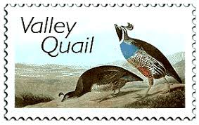 They tend to hang out in open woodlands, near streams, and in parks. California State Symbols Stamps Of Ronald Reagan Golden Poppy Valley Quail Redwood California Flag