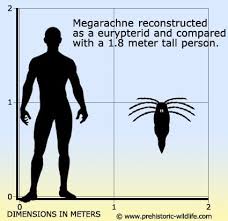 Image result for Megaloprotachne