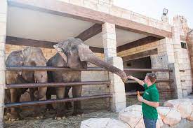 The zoo's salt creek tiger beetle conservation program started off producing around 30 beetles per year. Emirates Park Zoo In Dubai Attractions Time Out Dubai