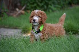 Need more information about our dog. Best Goldendoodles
