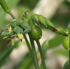 Image result for Coix lacryma-jobi