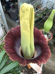 We Bloomed Two Corpse Flowers Just Days Apart Orchidweb
