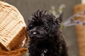 Affordable pup has akc registered yorkie poo puppies for adoption in pennsylvania and toledo, cleveland, akron, canton, youngstown ohio. Yorkiepoo Puppies