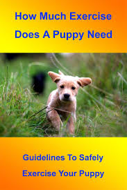 1.5 how to calm down your puppy for exercise? How Much Exercise Does A Puppy Need Fairmount Pet Service In 2020 Puppies Puppy Training Puppy Schedule