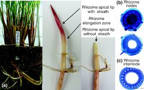 Image result for Oryza longistaminata
