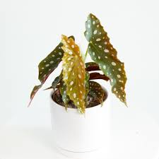 Image result for Brownleea maculata