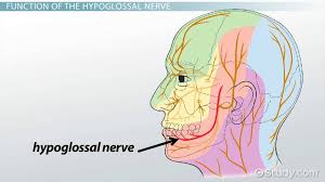 Hypoglossal Nerve Function Palsy Damage Video Lesson Transcript Study Com