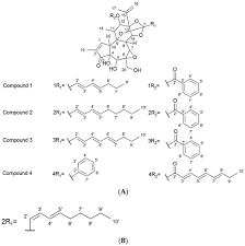 Image result for Gnidia sericocephala