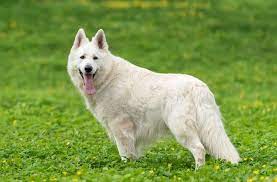 Longhaired german shepherd puppy northampton northamptonshire via pets4homes.co.uk. White German Shepherd A Complete Guide To Fluffy White Shepherds All Things Dogs All Things Dogs