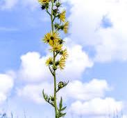 Silphium laciniatum - Compass Plant