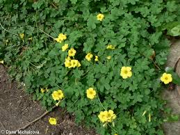 Image result for Oxalis pes-caprae
