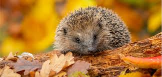 Autumn Garden Animals: Wildlife Wonders ...