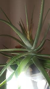 Brown aloe vera plants mean they are suffering from too much or too little moisture and other causes include excess salt in the soil, fungal diseases, nutrient deficiency, and chemical toxicity. Aloe Vera Help Help Me Identify These Brown Spots On My Aloe Plant