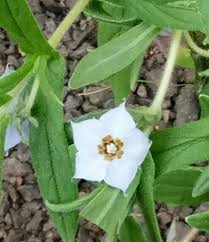 Image result for Triumfetta angolensis