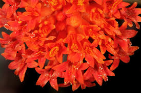 Image result for Kleinia fulgens