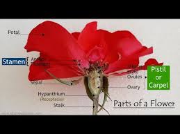 Most flowers have male and female parts that allow the flower to produce seeds. Parts Of A Flower Flower Parts Flower Structure Science Lessons
