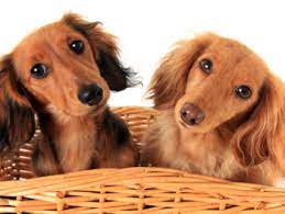 The long haired dachshund sheds, but it may be manageable with proper grooming. Are Dachshunds Hypoallergenic