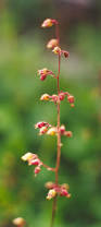 Image result for heuchera americana