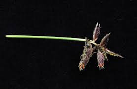 Image result for Pycreus muricatus