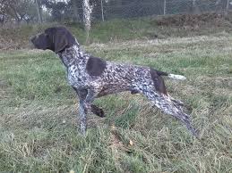 Image result for německý ohař drátosrstý stavba těla