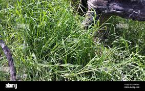 Image result for Cenchrus clandestinus