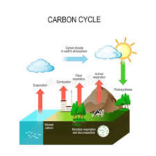 Como mencionamos al inicio de la entrada, el carbono forma parte de los principales elementos del universo. Ciclo De Carbono Ilustracion Del Vector Ilustracion De Diagrama 159865196