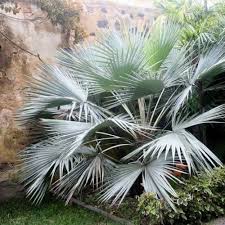 It will give a sense of the tropics with little cost. Gardening Brahea Armata 50 Mexican Blue Fan Palm Tree Seeds Patio Lawn Garden Mceadvisory Com