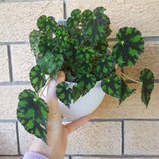 #15 jealous zebra #16 tiger paws. Begonia Tiger Paws Rhizomatous Begonia Tiger Paws In Gardentags Plant Encyclopedia