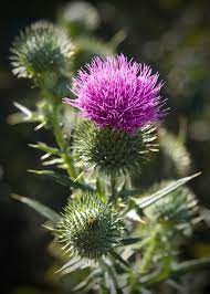 The Thistle Which Is The Emblem Of Scotland Scotland National Flower Heather Plant Thistles Art