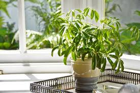 It's really like a tough face climb that in the middle has a large ledge that turns into a very fun boulder problem. Why Is My Umbrella Plant Schefflera Drooping Smart Garden Guide