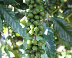 This company specializes in providing quality wholesale coffee at low prices. Wholesale Green Coffee Beans Arabica Coffee Beans Makers Unroasted Coffee Beans China Arabica Coffee Bean Green Coffee Bean Made In China Com