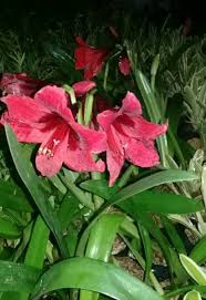 Jenis bunga bakung atau lily terindah di indonesia dan dunia (the most beautiful lily in the world). Jual Tanaman Hias Bunga Bakung Amarilys Bunga Amarilis Merah Di Lapak Hts Bukalapak