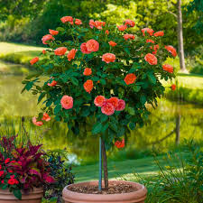 Image result for Autumn Rose 1958 Kelvinator