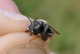 Image result for Erythrocephalum decipiens