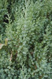 Image result for Juniperus