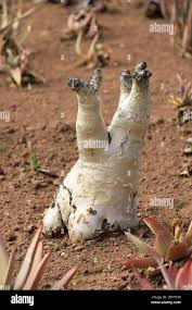 Image result for Cyphostemma quinatum